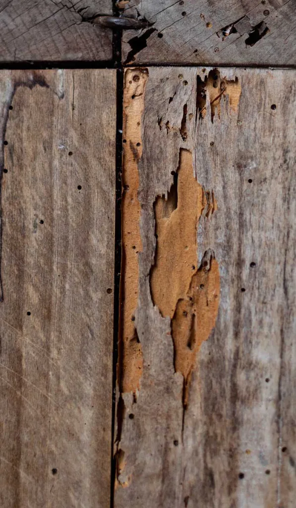 entretien charpente bois termites